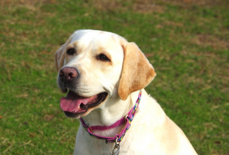 タミー(英国ラブラドール) タミー(英国ラブラドール)